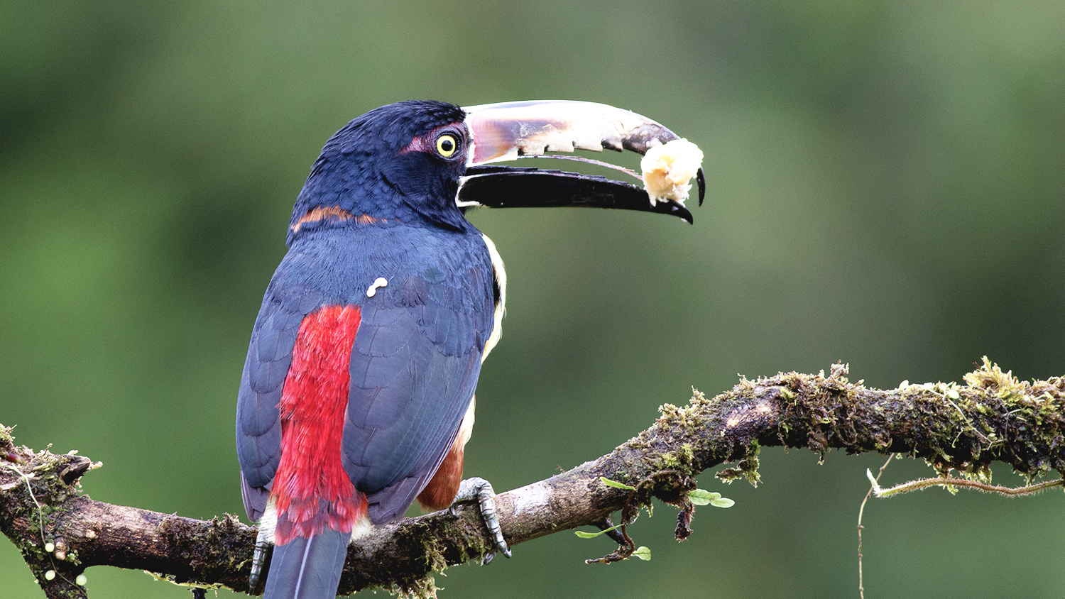 Collared Aracari
